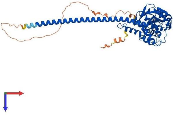STAMBPL1 Protein (AA 1-436) (His tag)