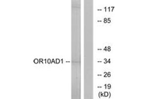 Western Blotting (WB) image for anti-Olfactory Receptor, Family 10, Subfamily AD, Member 1 (OR10AD1) (AA 141-190) antibody (ABIN2890914) (OR10AD1 Antikörper  (AA 141-190))
