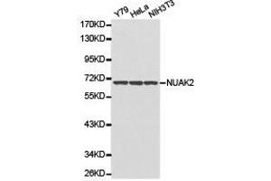 Western Blotting (WB) image for anti-NUAK Family, SNF1-Like Kinase, 2 (NUAK2) antibody (ABIN1873980) (NUAK2 Antikörper)