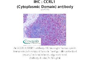 Image no. 1 for anti-Chemokine (C-C Motif) Receptor-Like 1 (CCRL1) (2nd Cytoplasmic Domain) antibody (ABIN1732791) (CCRL1 Antikörper  (2nd Cytoplasmic Domain))