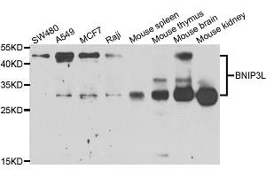 Western blot analysis of extracts of various cell lines, using BNIP3L antibody (ABIN5973708) at 1/1000 dilution. (BNIP3L/NIX Antikörper)