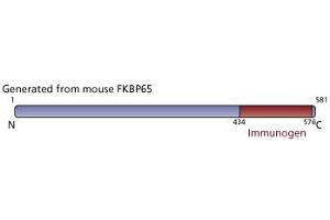 Image no. 3 for anti-FK506 Binding Protein 10, 65 KDa (FKBP10) (AA 434-576) antibody (ABIN968087) (FKBP10 Antikörper  (AA 434-576))