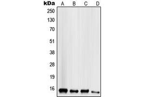 Western blot analysis of Mammaglobin B expression in HeLa (A), HepG2 (B), MCF7 (C), MDAMB435 (D) whole cell lysates.