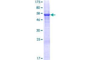 BTN3A2 Protein (AA 1-334) (GST tag)