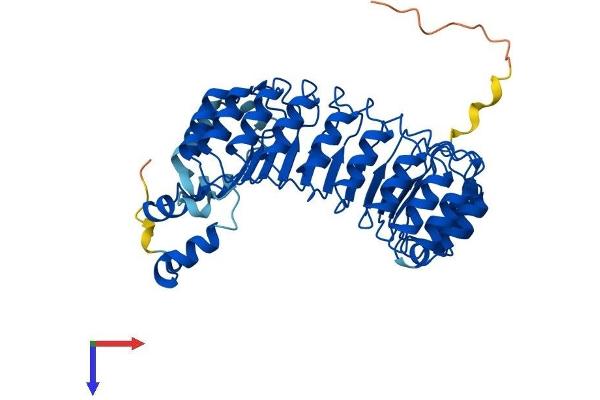 FBXL2 Protein (AA 1-423) (His tag)