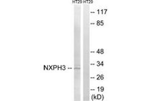 Western blot analysis of extracts from HT-29 cells, using NXPH3 Antibody. (NXPH3 Antikörper  (AA 158-207))