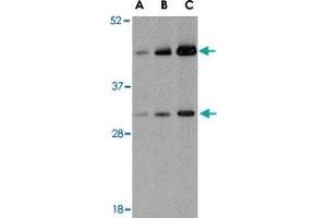 Western blot analysis of TARDBP in HeLa cell lysate with TARDBP polyclonal antibody  at (A) 0. (TARDBP Antikörper  (C-Term))