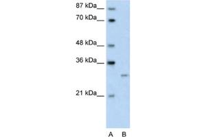 Western Blotting (WB) image for anti-Cellular Repressor of E1A-Stimulated Genes 1 (CREG1) antibody (ABIN2461706) (CREG1 Antikörper)