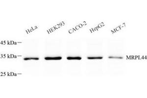 Western blot analysis of MRPL44 (ABIN7074647) at dilution of 1: 500