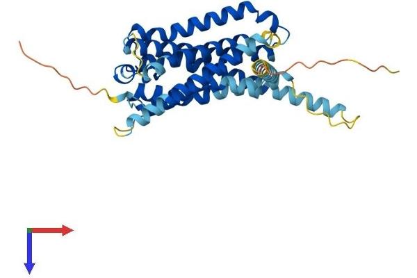 GPR21 Protein (AA 1-349) (His tag)