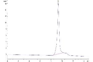 The purity of Biotinylated Human GITR is greater than 95 % as determined by SEC-HPLC. (TNFRSF18 Protein (AA 26-161) (His-Avi Tag,Biotin))