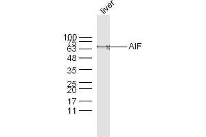 Mouse Liver lysates probed with AIF Polyclonal Antibody, unconjugated  at 1:300 overnight at 4°C followed by a conjugated secondary antibody at 1:10000 for 60 minutes at 37°C. (AIF Antikörper  (AA 131-230))