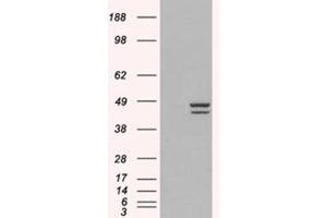 Image no. 2 for anti-Interferon Regulatory Factor 2 (IRF2) (C-Term) antibody (ABIN374254) (IRF2 Antikörper  (C-Term))