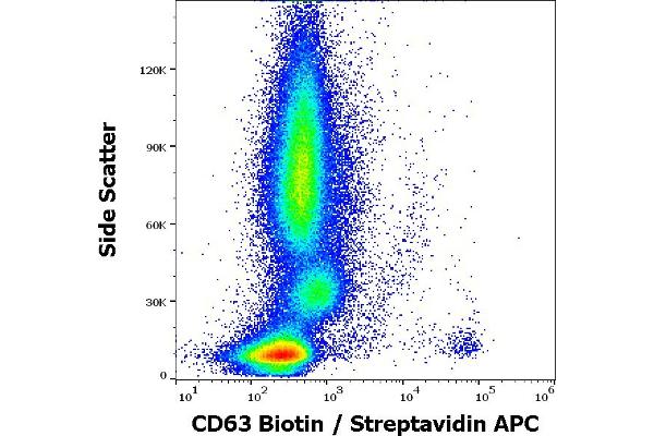 CD63 Antikörper  (Biotin)