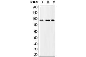 Western blot analysis of Microcephalin expression in U251MG (A), SP2/0 (B), H9C2 (C) whole cell lysates. (MCPH1 Antikörper  (N-Term))