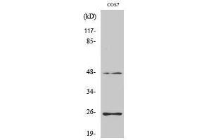 Western Blotting (WB) image for anti-Transforming Growth Factor, beta 3 (TGFB3) (Internal Region) antibody (ABIN3177704) (TGFB3 Antikörper  (Internal Region))