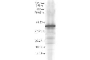 Western Blot analysis of Yeast recombinant cell lysate showing detection of Hsp40 protein using Mouse Anti-Hsp40 Monoclonal Antibody, Clone 2A7. (DNAJB1 Antikörper  (FITC))