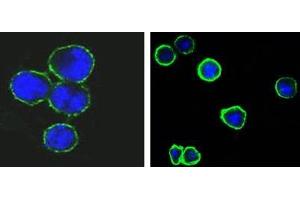 Confocal immunofluorescence analysis of methanol-fixed BCBL-1 (left) and L1210 (right) cells using CD37 antibody (green), showing membrane localization. (CD37 Antikörper)