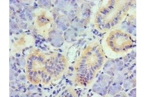 Immunohistochemistry of paraffin-embedded human pancreatic tissue using ABIN7173799 at dilution of 1:100 (TNFSF13 Antikörper  (AA 105-247))