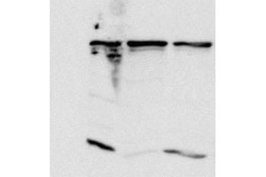 Hela lysates were incubated with Anti-MAD1L1 (clone 9B10) and the immunecomplex precipitated with protein G coupled beads. (PSMD14 Antikörper)