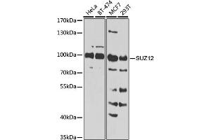 Western blot analysis of extracts of various cell lines, using SUZ12 Antibody (ABIN6127300, ABIN6148752, ABIN6148754 and ABIN7101816) at 1:1000 dilution. (SUZ12 Antikörper  (AA 470-739))