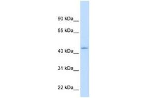 Image no. 2 for anti-Nuclear Receptor Subfamily 1, Group I, Member 3 (NR1I3) (N-Term) antibody (ABIN205086)