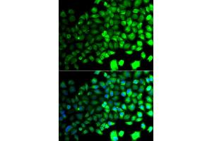 Immunofluorescence analysis of A549 cells using PRKAA2 antibody. (PRKAA2 Antikörper)
