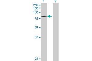 Western Blot analysis of CAMK2G expression in transfected 293T cell line by CAMK2G MaxPab polyclonal antibody. (CAMKII gamma Antikörper  (AA 1-527))