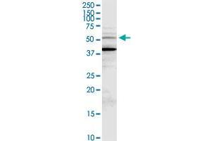 MDM4 MaxPab rabbit polyclonal antibody. (MDM4-binding Protein Antikörper  (AA 1-490))