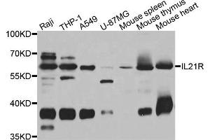 Western blot analysis of extracts of various cell lines, using IL21R antibody (ABIN5975555) at 1/1000 dilution. (IL21 Receptor Antikörper)