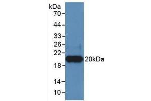 Western Blot; Sample: Recombinant HPA, Human. (HPSE Antikörper  (AA 400-543))