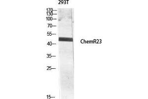Western Blot (WB) analysis of 293T lysis using ChemR23 antibody. (CMKLR1 Antikörper  (Internal Region))