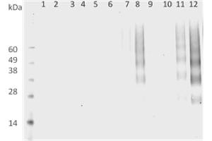 DMPO Western Blot. (DMPO Antikörper (Biotin))