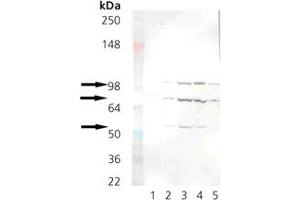 Western blot analysis: Lane 1: Grp78 (BiP) recombinant protein , Lane 2: RK-13, Lane 3: Mouse liver microsomes, Lane 4: Rat liver microsomes, Lane 5: HeLa Cell Lysate (heat shocked) . (KDEL Antikörper  (AA 649-654))