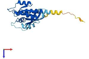 RAB7B Protein (AA 1-199) (His tag)