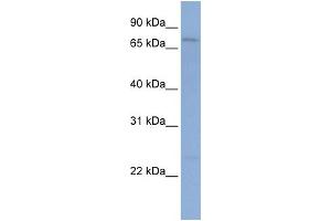 WB Suggested Anti-PCDHGB1 Antibody Titration:  0. (PCDHGB1 Antikörper  (N-Term))