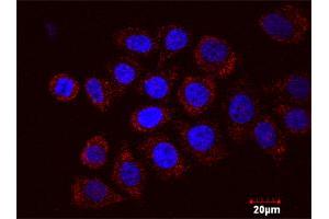 Proximity Ligation Assay (PLA) image for E2F2 & E2F1 Protein Protein Interaction Antibody Pair (ABIN1340332)