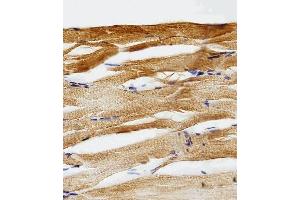 Immunohistochemical analysis of paraffin-embedded Z.