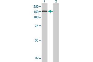 Western Blot analysis of PUM1 expression in transfected 293T cell line by PUM1 MaxPab polyclonal antibody. (PUM1 Antikörper  (AA 1-1186))