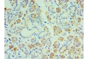 Immunohistochemistry of paraffin-embedded human salivary pland tissue using ABIN7149005 at dilution of 1:100 (CST4 Antikörper  (AA 21-141))