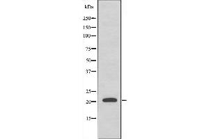 MRPL35 Antikörper  (Internal Region)