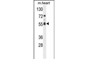 Western blot analysis of hFASTK-R534 in mouse heart tissue lysates (35ug/lane)