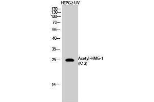 Western Blotting (WB) image for anti-High Mobility Group Box 1 (HMGB1) (acLys12) antibody (ABIN3178878) (HMGB1 Antikörper  (acLys12))