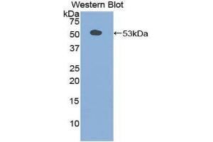 Western Blotting (WB) image for anti-Secretogranin II (SCG2) (AA 11-187) antibody (ABIN1860502) (SCG2 Antikörper  (AA 11-187))