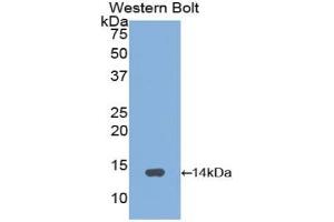 Western blot analysis of the recombinant protein. (GNRH1 Antikörper  (AA 24-92))
