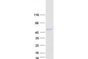 Western Blotting (WB) image for PDZ and LIM Domain 7 (Enigma) (PDLIM7) (Transcript Variant 2) protein (Myc-DYKDDDDK Tag) (ABIN2712342)