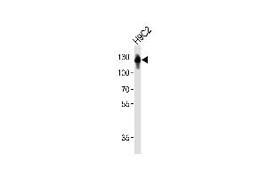 Western blot analysis of lysate from rat H9C2 cell line, using FBLN2 Antibody (A1-1673). (FBLN2 Antikörper)