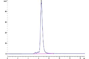 The purity of Human Nectin-4 is greater than 95 % as determined by SEC-HPLC.
