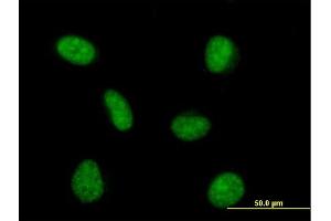 Immunofluorescence of purified MaxPab antibody to PRPF4 on HeLa cell. (PRPF4 Antikörper  (AA 1-522))