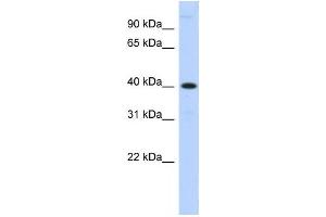 Western Blotting (WB) image for anti-Metallophosphoesterase 1 (MPPE1) antibody (ABIN2459334) (MPPE1 Antikörper)